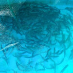 プリントネット、養殖事業に参入　設備・環境・品質管理の経験生かす