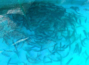 プリントネット、養殖事業に参入　設備・環境・品質管理の経験生かす